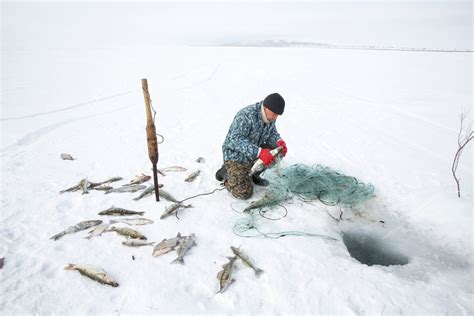 aaral fish|Once Written Off for Dead, the Aral Sea Is Now Full of Life.
